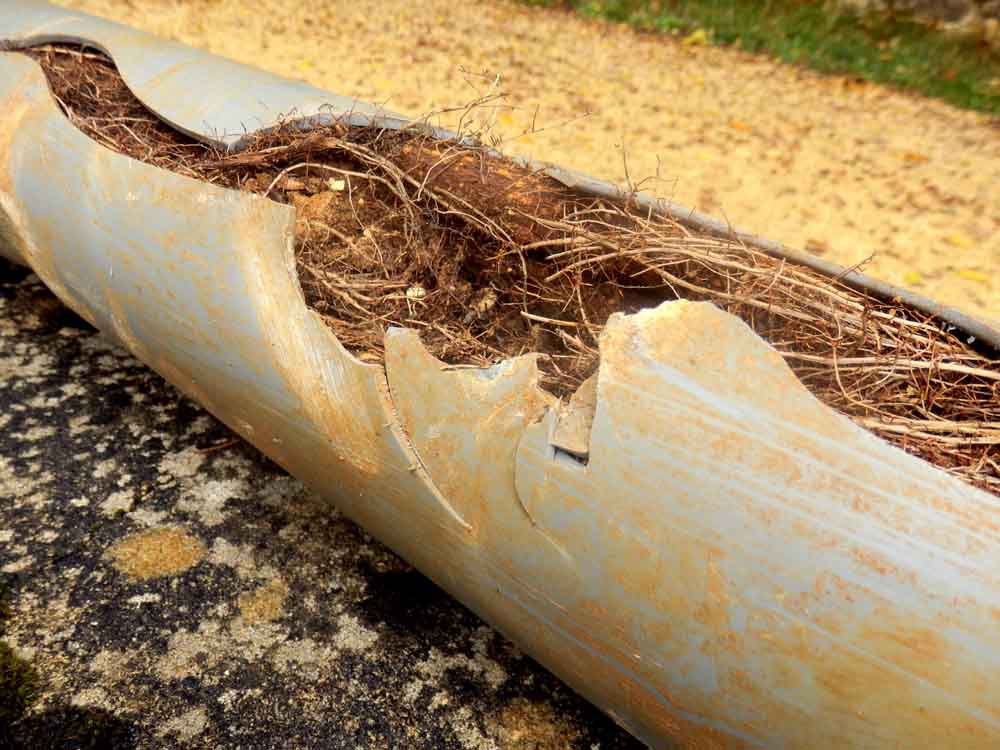 Tree Roots on Pipe